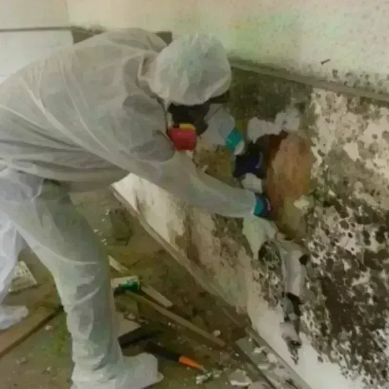 Mold Remediation and Removal in Williams County, ND